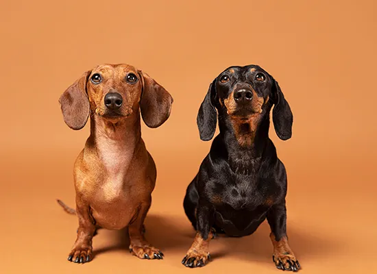 Long Haired Dachshund Haircut Before and After