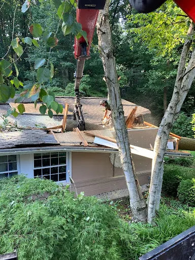 Reliable Tree Removal Services in Brookside