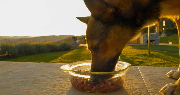 The Growing Popularity of Raw Food Dog Delivery Among Pet Parents