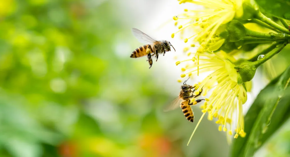 Manchester Wasp Nest Removal