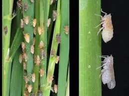Which Paddy Seed Variety Gives Maximum Yield in India?