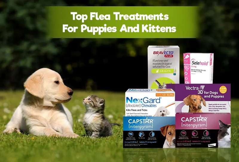 Top Flea Treatments For Puppies And Kittens
