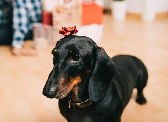 Do Long Haired Dachshunds Need to Be Trimmed?