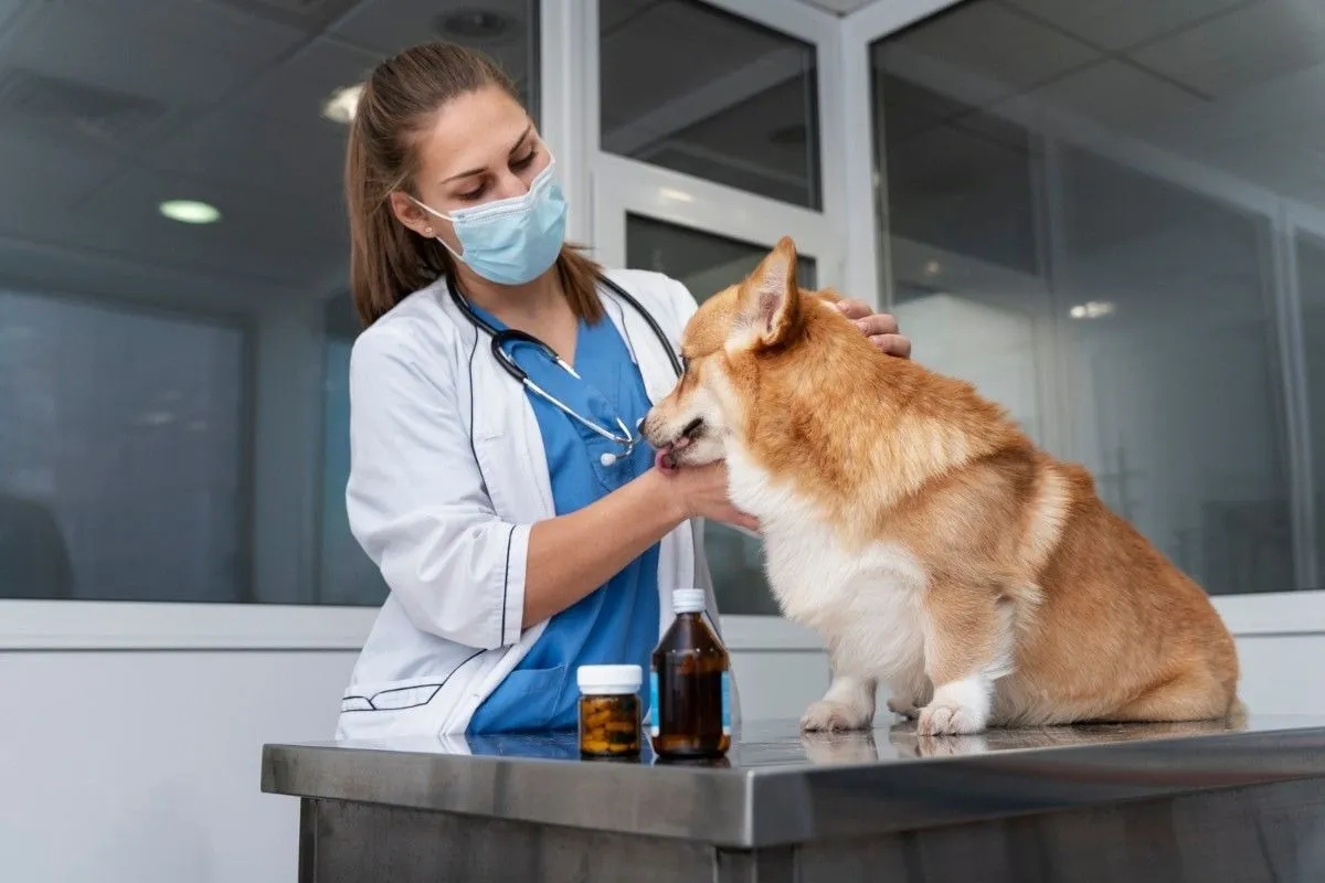 How to Choose the Best Vet Clinic in Water Valley, MS: A Complete Guide for Pet Owners