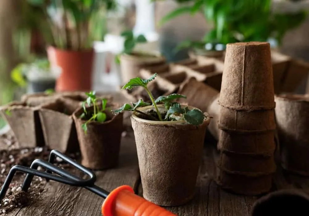 Easy Home Gardening Tips for Beginners to Turn Your Balcony Into a Mini Garden
