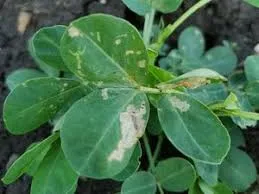 Best Groundnut Seeds for Commercial Farming