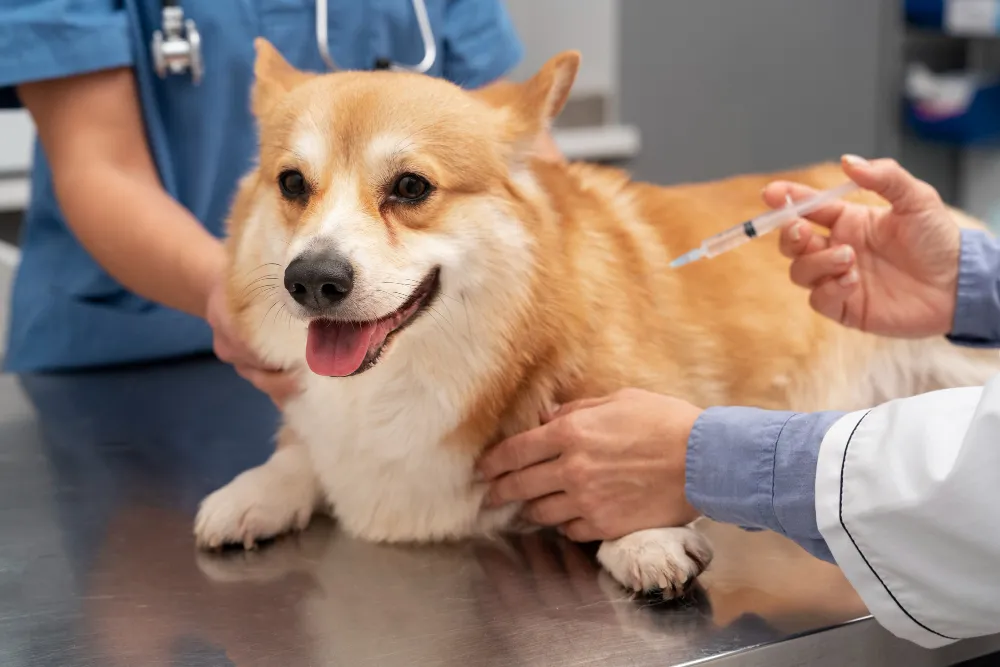 Why Regular Cat and Dog Vaccination Service Are Essential