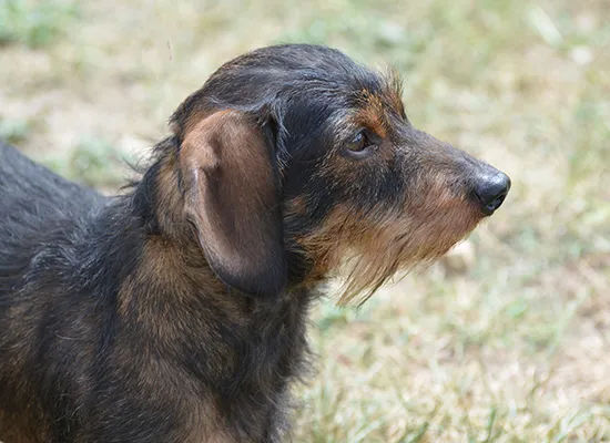 Do You Have to Cut Long Haired Dachshunds Hair?