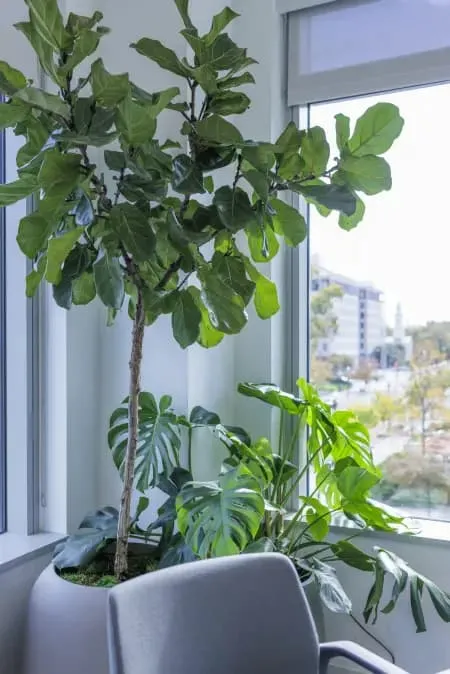 Plantscape Trends That Are Transforming Interior Environments