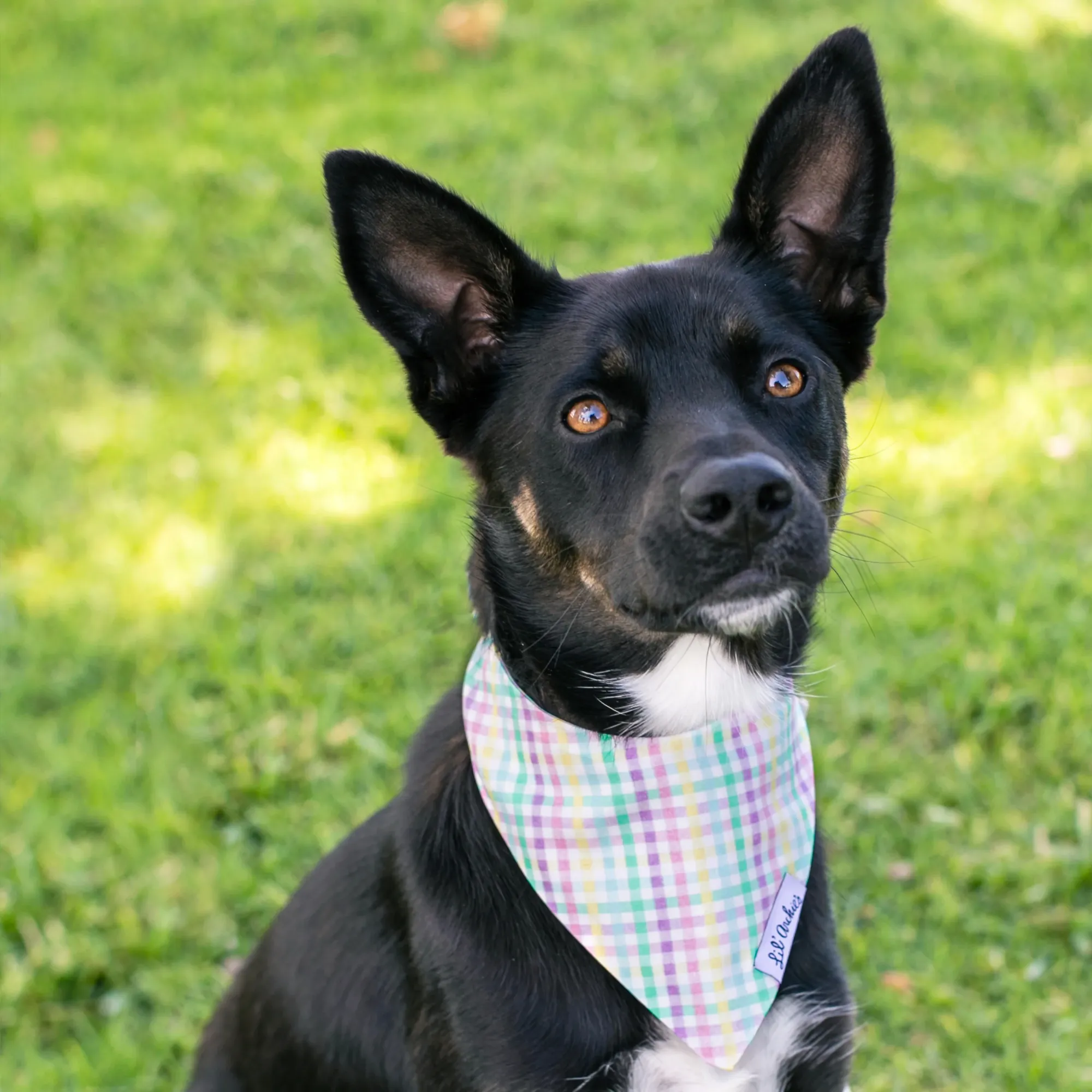 Essential Reasons Why Slimline Dog Bandanas Are Trending Among Pet Lovers - A Complete Guide