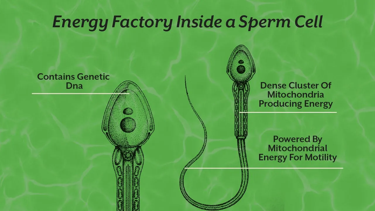 Sonnet 4.6 LowClaude is AI and can make mistakes. Please double-check responses.Ithrive low sperm count nutrients article · MDCopy META TITLE: Low Sperm Count? Here Are the 5 Nutrients That Actually Make a Difference META DESCRIPTION: Low sperm count is not just a number problem. Find out t