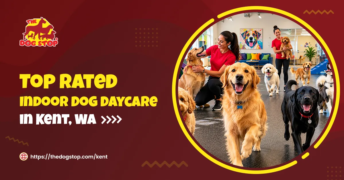 Top Rated Indoor Dog Daycare in Kent, WA