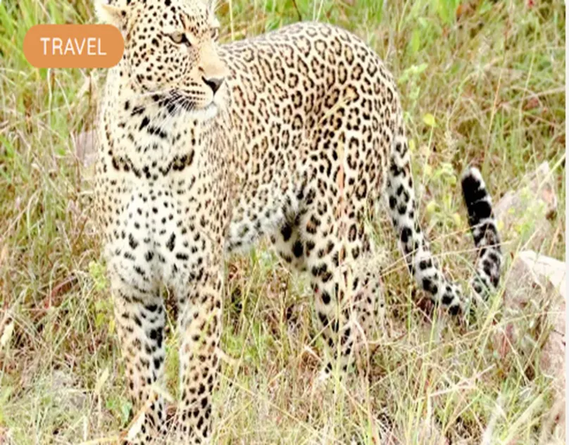 Discover the Best African Safari Tours From Australia