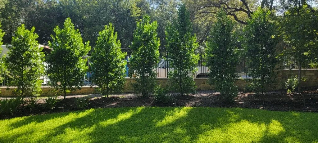 Can a Well-Chosen Tree Improve Your Outdoor Living Space?