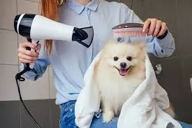 Skip the Drive: Why a Mobile Groomer in Colorado Springs Is the Smarter Choice for Your Dog