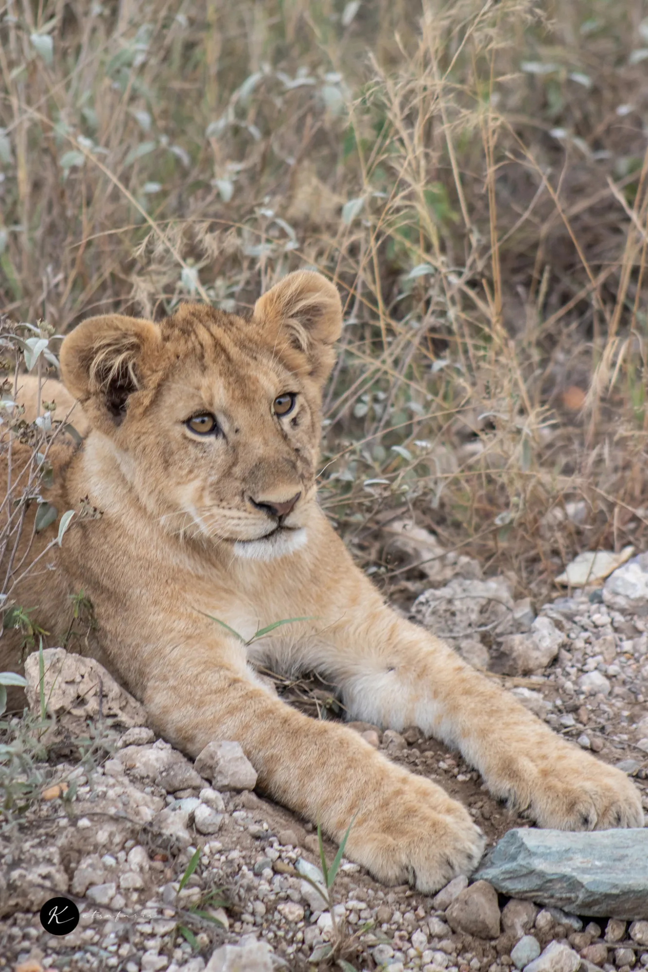 Maasai Mara Safari Packing List: What to Bring for the Perfect African Adventure