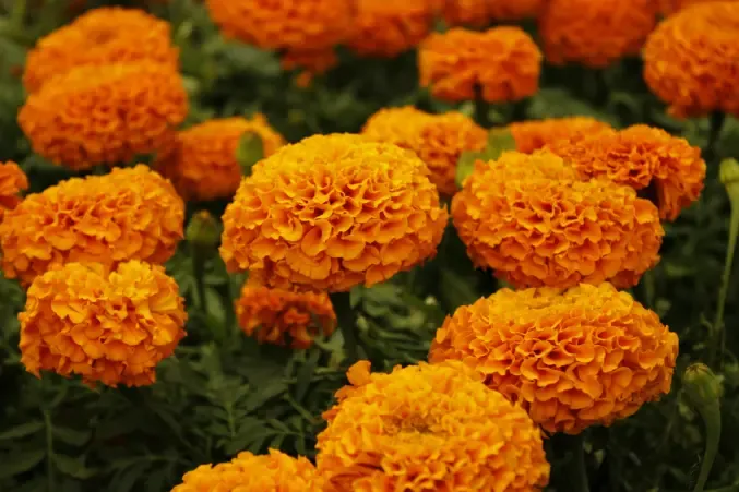 Marigold Flowers: Meaning, Symbolism, Types & Growing Guide