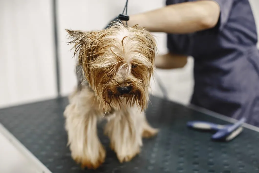 Why Mobile Dog Grooming in Orange County Is a Growing Trend