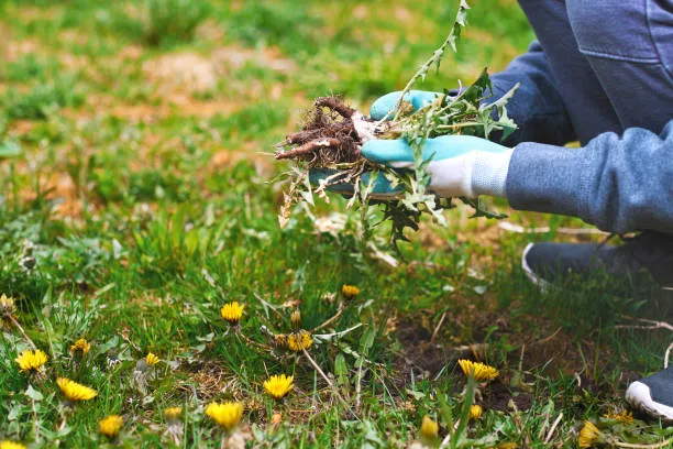 How can I permanently get rid of weeds in my lawn?