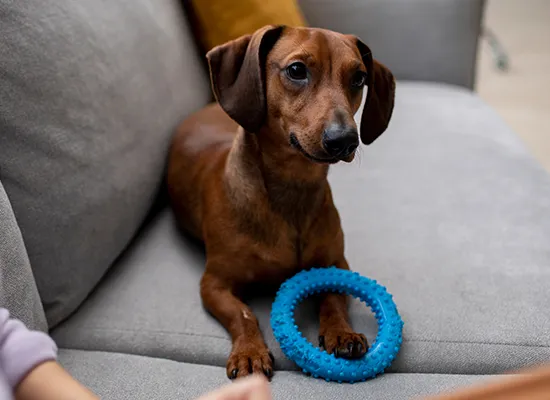 Smooth Coat Dachshund Grooming Routine