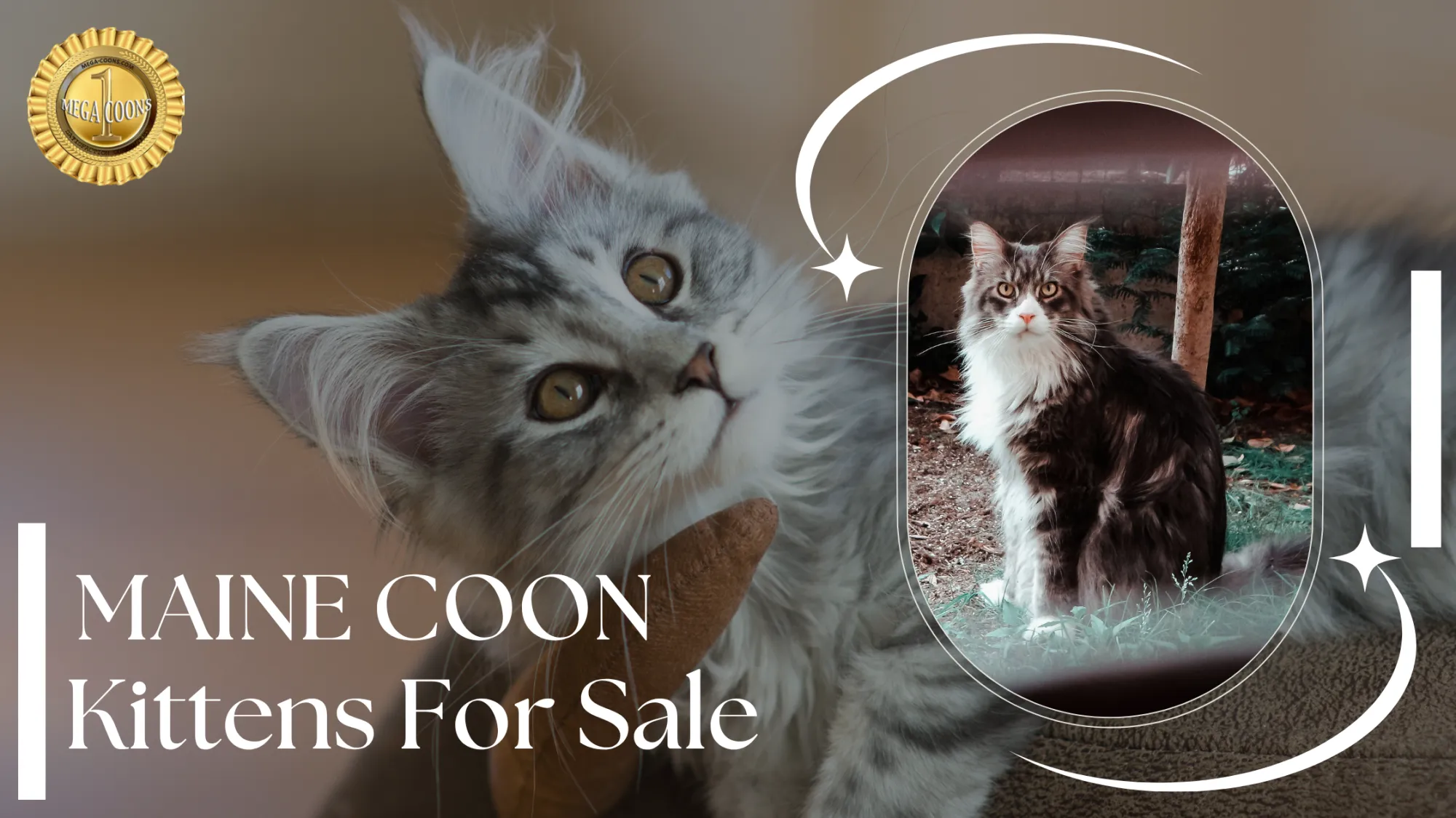 Maine Coon Kittens For Sale: How to Find a Healthy, Well-Socialized Companion