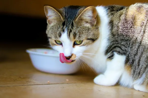 How Much Can Choosing Budget Pet Supplies Help with Saving Money?