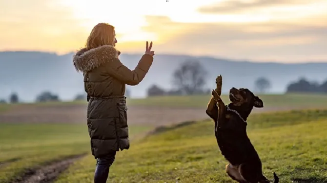 Extended Dog Boarding Virginia for Families Caring for Elderly Relatives