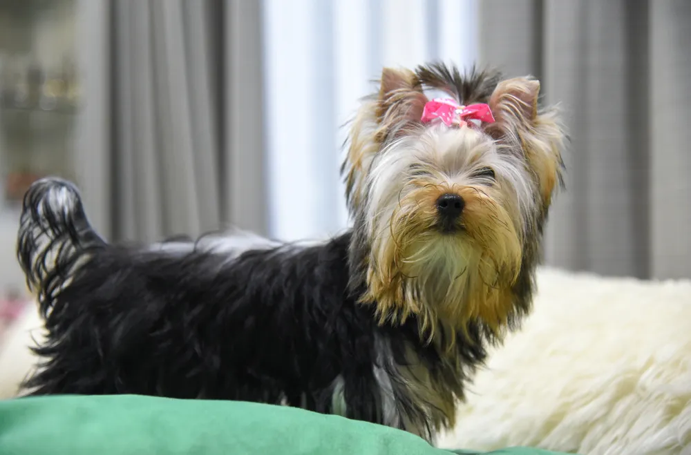 Finding Healthy Female Yorkie Puppies from Trusted Michigan Breeders