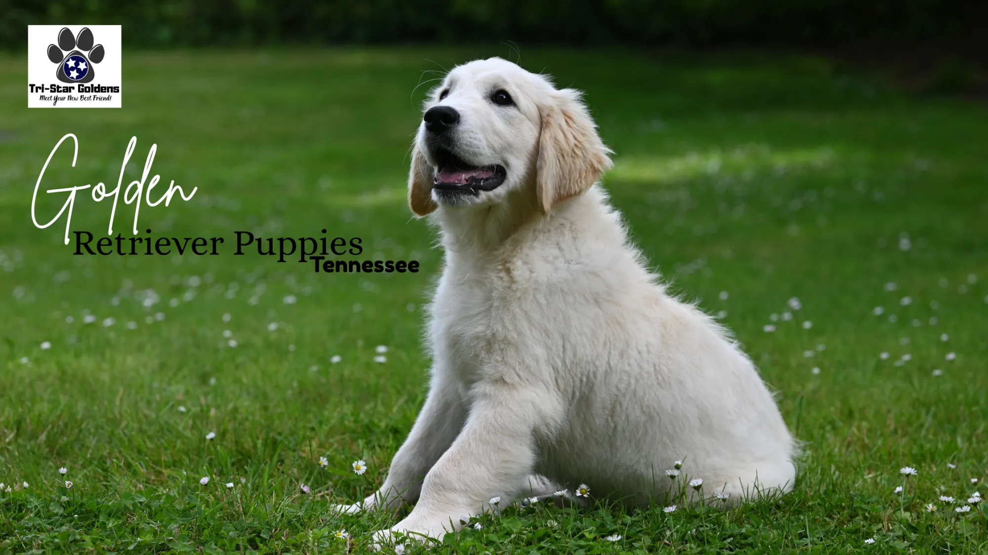 What Should You Know Before Buying Golden Retriever Puppies in Tennessee?