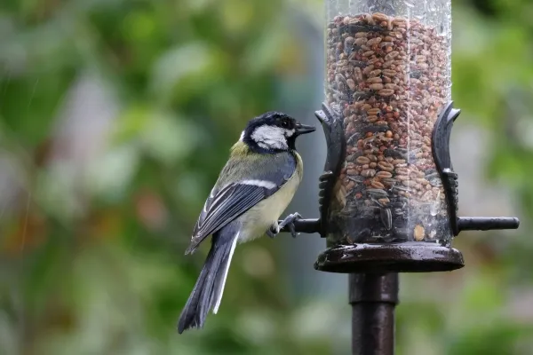 Complete Guide to Bird Feeders and Bird Supplies
