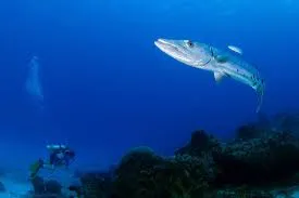 Panama Dive Adventure for Experienced Divers Seeking Sharks
