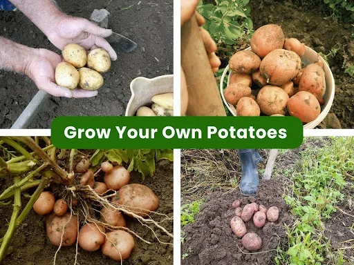 Spring Planting in East Bay Gardens: 6 Potato Varieties to Grow This Season
