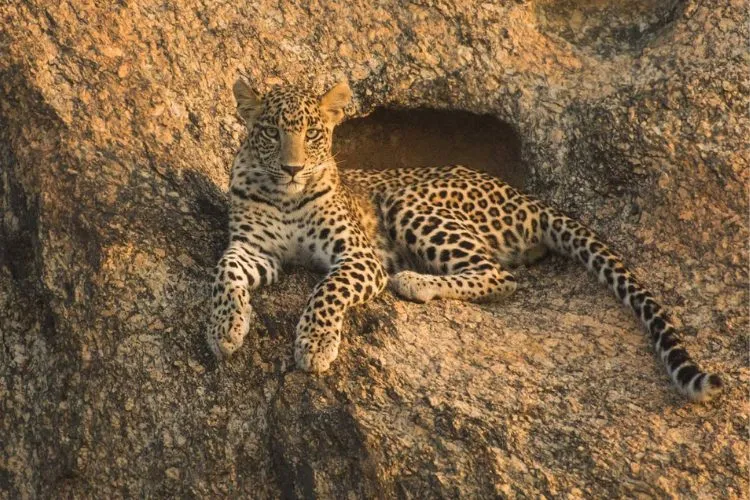 Experience Jawai: Where Leopards Roam and Culture Thrives