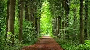 The Importance of Forests: Nature’s Green Lifeline