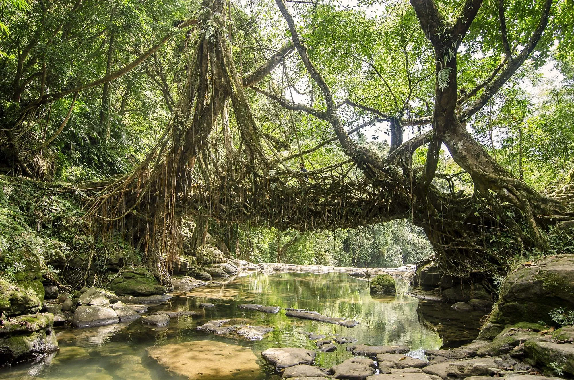 Meghalaya Tour Package from Guwahati: Easy Travel Guide and Routes