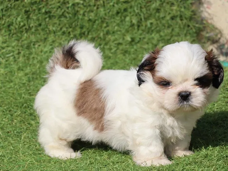 Exploring the Soft and Serene World of Shih Tzus