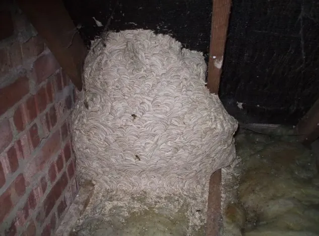 Emergency Wasp Nest Removal: When a Fast Response Really Matters