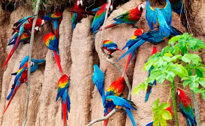 Top Activities Included in a Tambopata 4 Day Tour