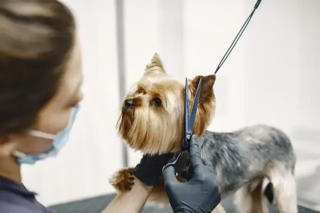 Mobile Pet Grooming for Senior Pets and Special Needs Animals