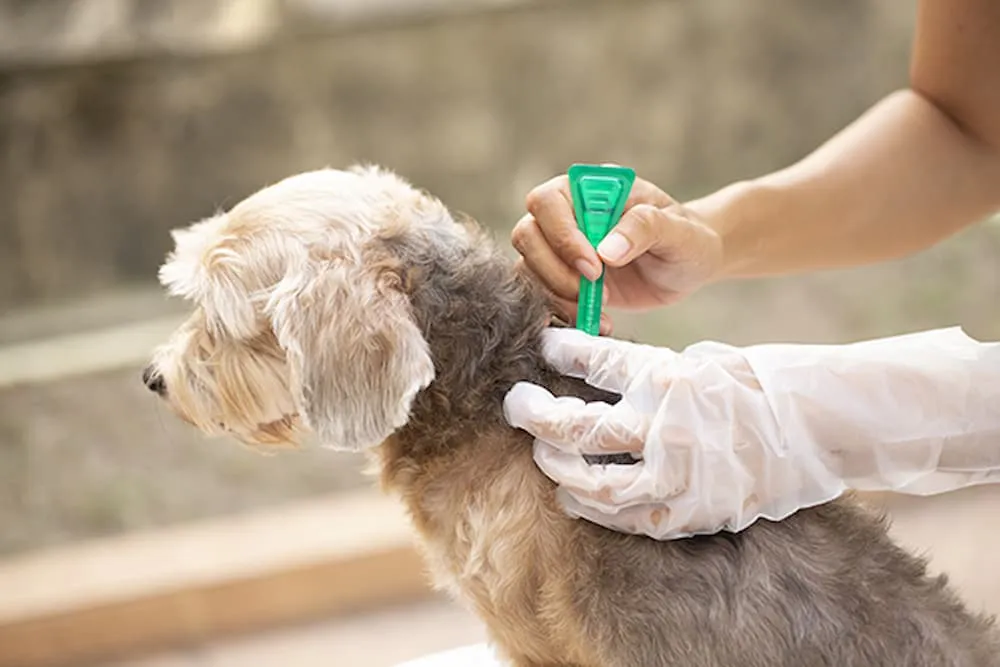 Dog Tick Flea Treatment Solutions for Long Term Protection