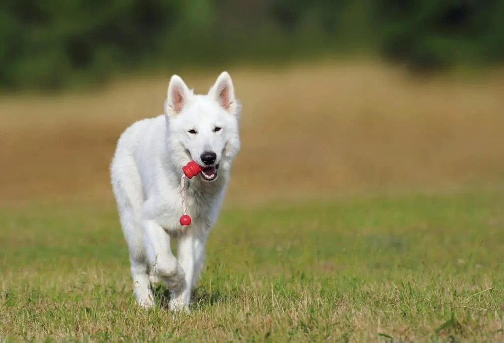 The Neurological Advantages of Modern Reward Based Dog Training