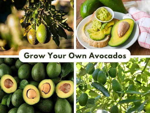 Backyard Fruit Trees in the East Bay: Your Complete Guide from a Local Plant Nursery