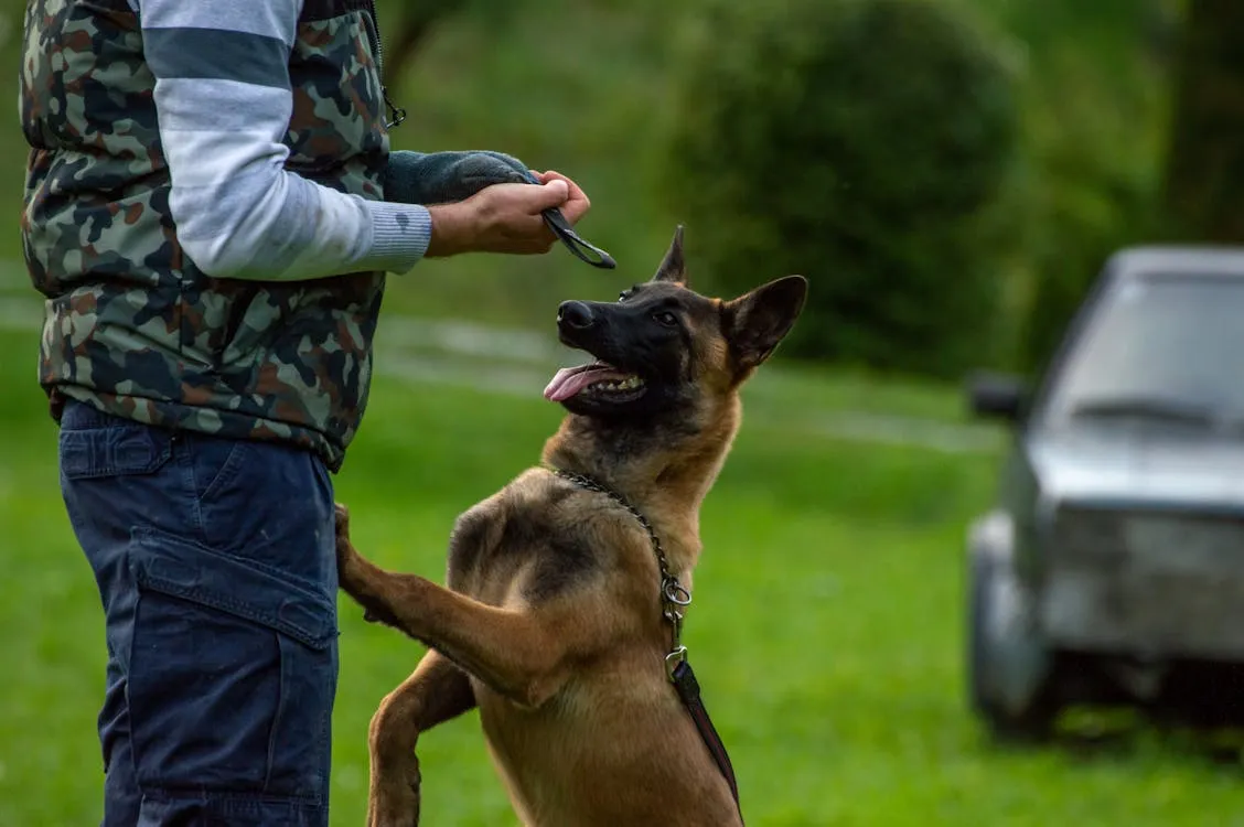 The Growing Demand for Professional Protection Dog Training Among Families in Georgia