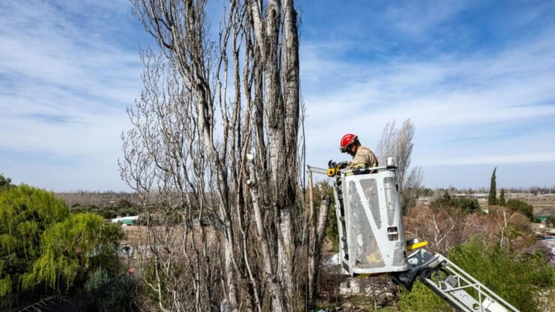 Why Hiring a Professional Tree Removal Company in Billings MT Protects Your Property and Safety