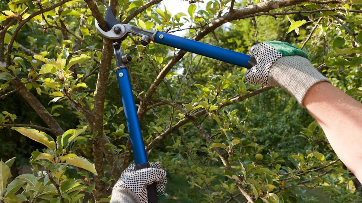 Oak Tree Trimming Cost Guide Explained 2026