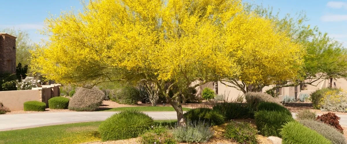 Healthy Trees Guide Lubbers & Sons Care