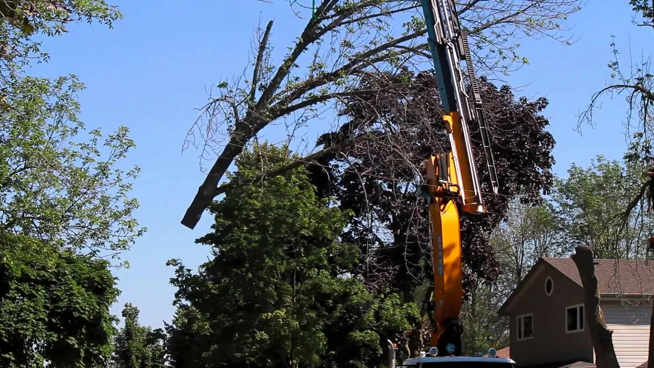 Safe Crane Tree Removal Service Guide 2026