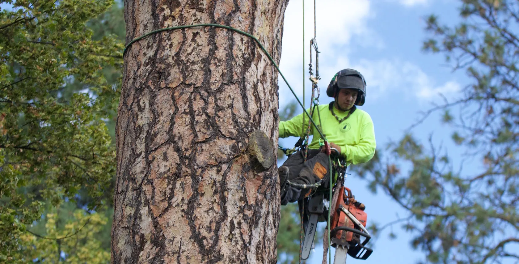 RTEC Treecare Expert Tree Care Services Guide