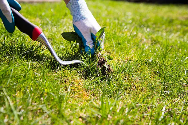 The ROI of Elite Weed Control Services for Surrey Estates