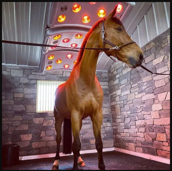 How Horse Arena Irrigation Systems for Sale Improve Stable Care